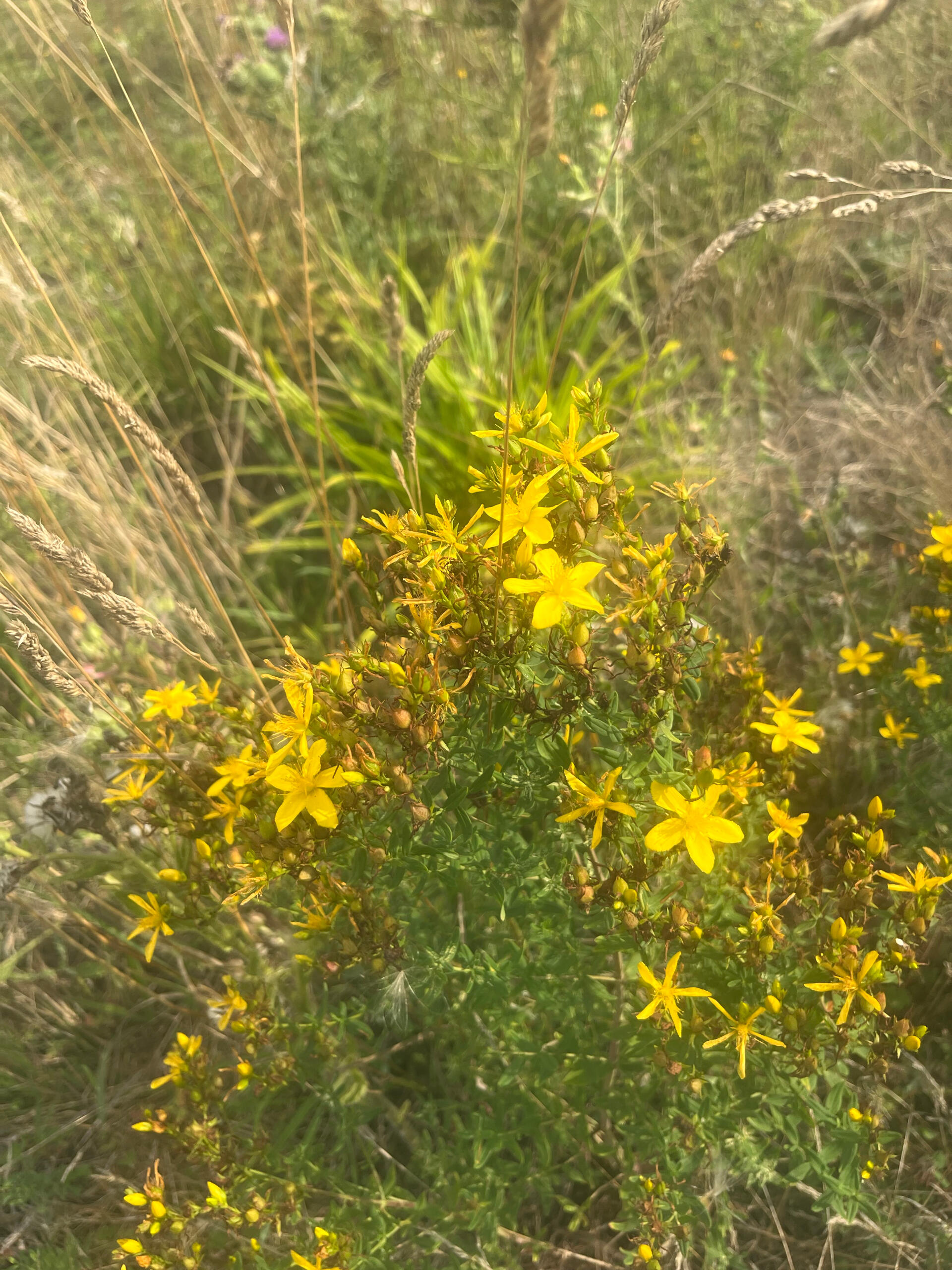 Unstable oracle predicts🔮🔮🔮 Classified Oracle 🕯️ 🕯️